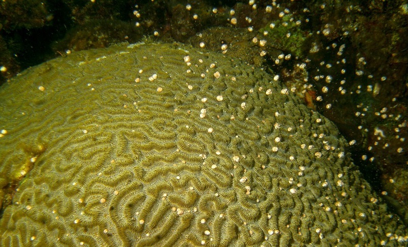 2016 Coral Spawing At Anse Chastanet Brain Coral