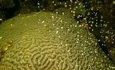 Brain Coral Spawning Witnessed During The Annual Coral Spawning Event at Anse Chastanet