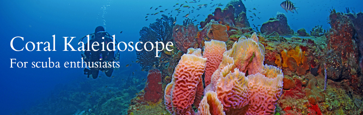 Coral Kaleidoscope