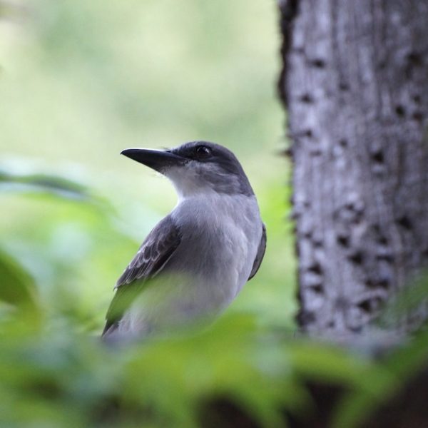 bird watching grey kingbird